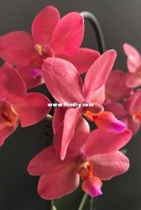 Orchids are my second hobby: Phal. Buddhas Treasure