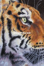Regal tiger