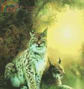 HAED HAEBES 25790 Two lynxes  by Bente Schlick