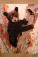 CURIOUS CUB