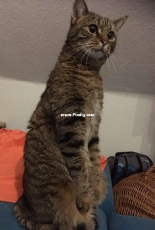 I think i have a merkat