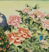 Peacock 2