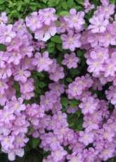 my clematis