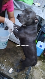 Luna Pitbull