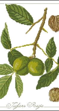 Il frutto del mese - Juglans Regia from ricAmare magazine 2006  XSD + PCS