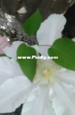 Clematis Princess Alexandra in my garden.