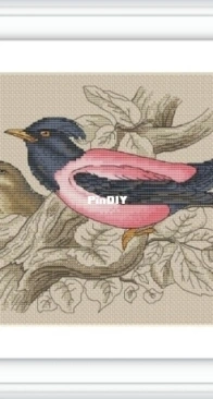 Pink Starling by Anna Ulchitskaya