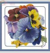 Thea Gouverneur TG 435 Pansies XSD