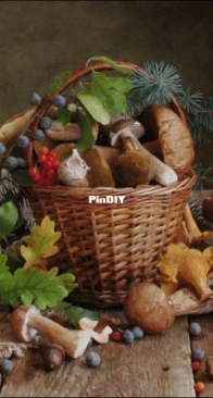 NaDiMa 121-03 Mushroom Hunting XSD