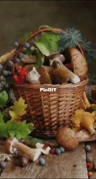 NaDiMa 121-03 Mushroom Hunting XSD