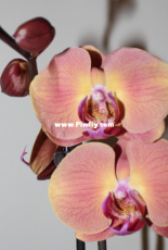 Orchids are my second hobby: Phal. no-named