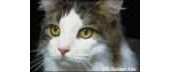 Golden Kite GK 114 - Cat