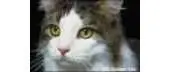 Golden Kite GK 114 - Cat