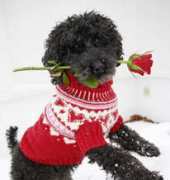 DROPS Design-Valentino Dog Sweater-Free