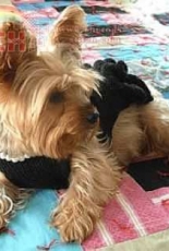 Little Black Dress With Pearls Dog Sweater by My Savannah Cottage -Free