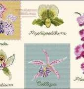 DMC XC-0561 Orchids