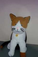 small cat