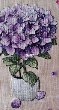 Hydrangea