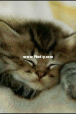 Bozenka 1001 - Kitty