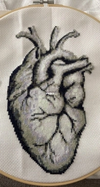 coeur anatomique