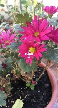 full bloom chrysanthemum