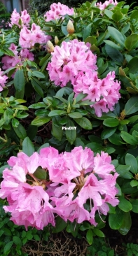 Rhododendron