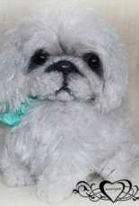 Mariyaaa - Maria Borovaya - Dog Motja - Russian