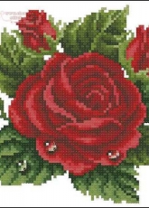 Red rose