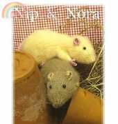 Debi Birkin Nip and Nora