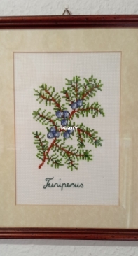 juniper
