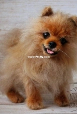 TatyanaKo - Tatyana / Tatiana Korotkikh - SPITZ A Real Dog Realistic Copy