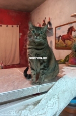 Sophie