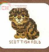 Scotish fold cat