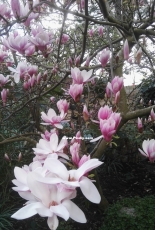 Blooming Magnolia