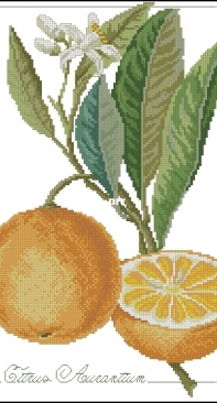 Il frutto del mese - Citrus Aurantium from ricAmare magazine 2006  XSD + PCS