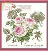 Etude a la Rose Pierre Ronsard by Veronique Enginger