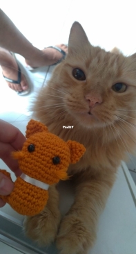 A small cat for each cat of mine