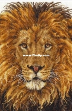 DMC BK1668 Lions Pride