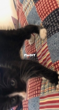 My new kitten