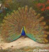 Golden Kite GK 2195 - Peacock and Peacock Butterfly