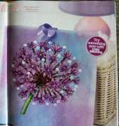 Allium Canvas From TWOCS 167