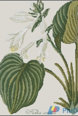 Hosta from Lena magazine