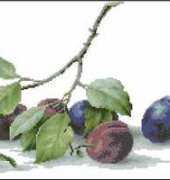 Luca-S - B2257 Prune