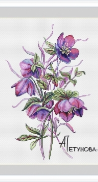 Hellebore by Anna Petunova