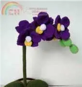 Sky Magenta - Orchid Flower Plant