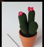 Magic Phylum - Cristina Uggeri  - Cactus - Free