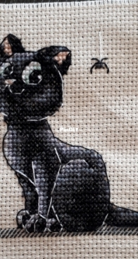 Black cat with spider