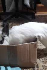 My rabbit