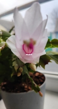 Christmas Cactus
