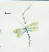 DMC XC1002 - Dragonflies